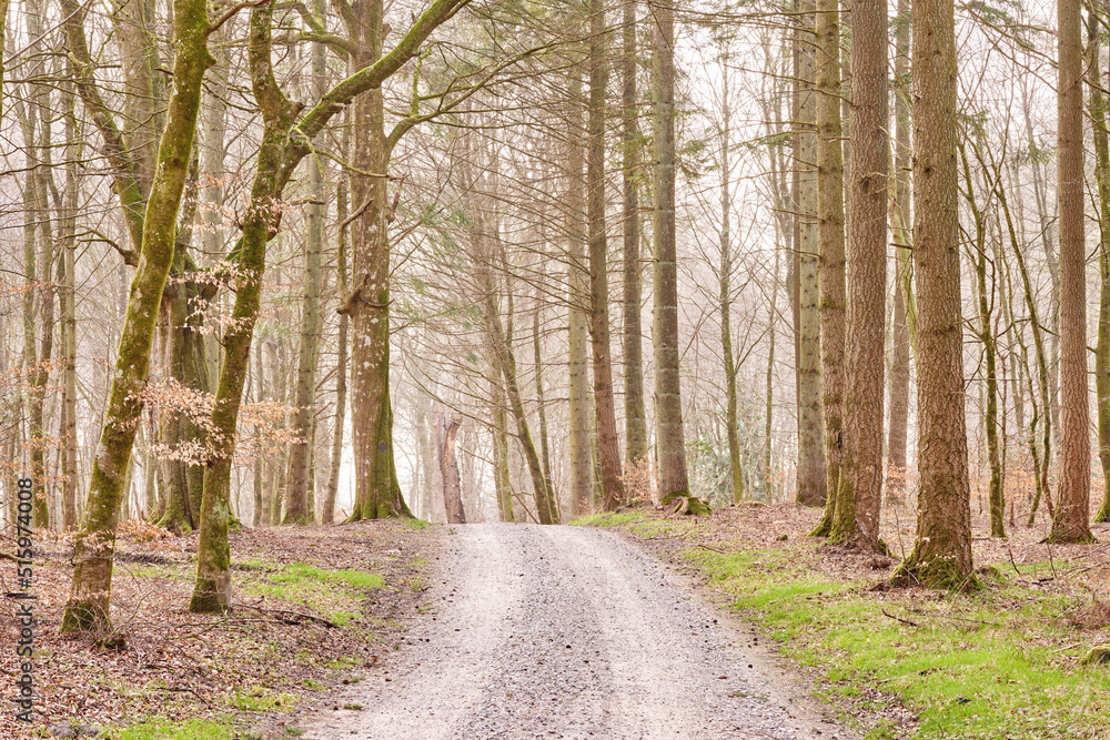 Quiet lonely forest on a fresh misty morning, tall trees growing along a dirt road on a cold day. Quiet, peaceful nature in harmony with zen and soothing ambience. Tranquil, quiet wood landscape Quiet lonely forest on a fresh misty morning, tall trees growing along a dirt road on a cold day. Quiet, peaceful nature in harmony with zen and soothing ambience. Tranquil, quiet wood landscape