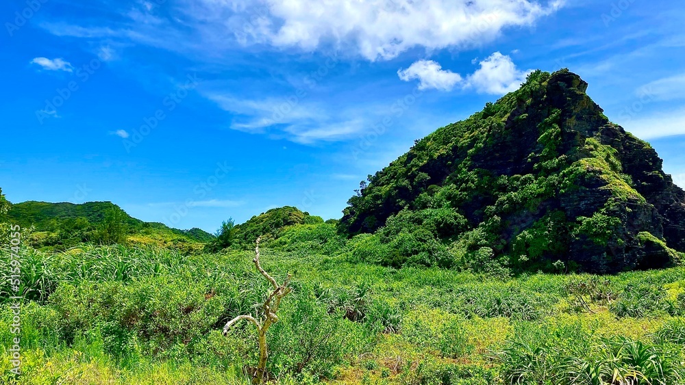 慶良間諸島安室島の夏の内陸部の草原 慶良間諸島安室島の夏の内陸部の草原