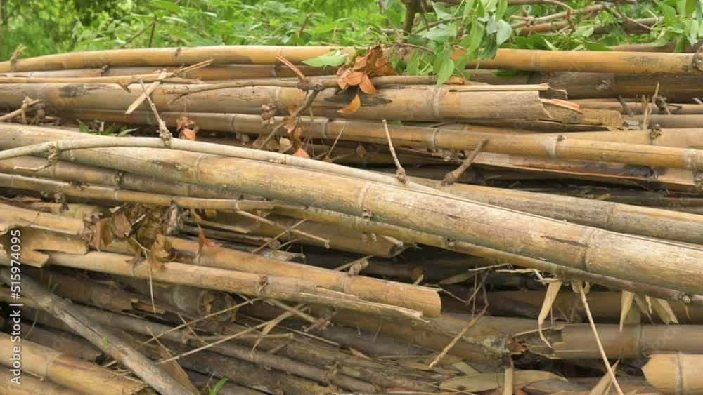 Cut Bamboos are lying, bamboo plants are evergreen perennial flowering plants, subfamily Bambusoideae of the grass family Poaceae. Giant bamboos are the largest members of the grass family. Cut Bamboos are lying, bamboo plants are evergreen perennial flowering plants, subfamily Bambusoideae of the grass family Poaceae. Giant bamboos are the largest members of the grass family.