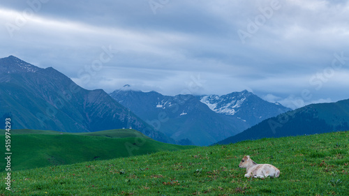 a baby cow in the mountains in the morning