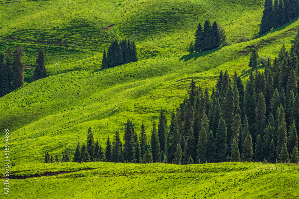 Obraz premium cypress trees on green hills background