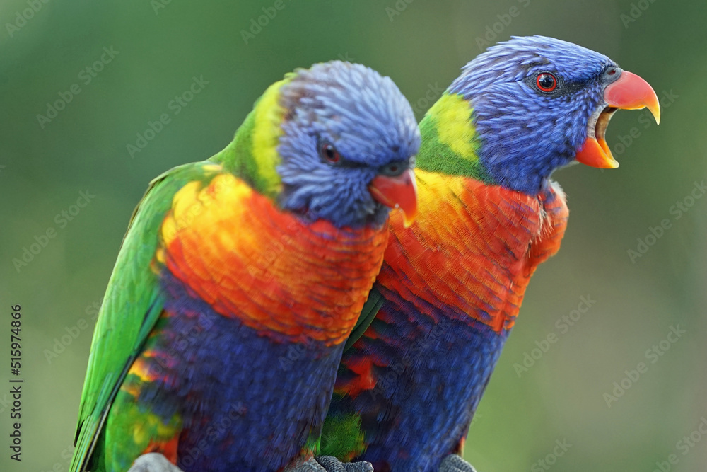Australia Rainbow Lorikeet (Trichoglossus moluccanus) Australia Rainbow Lorikeet (Trichoglossus moluccanus)