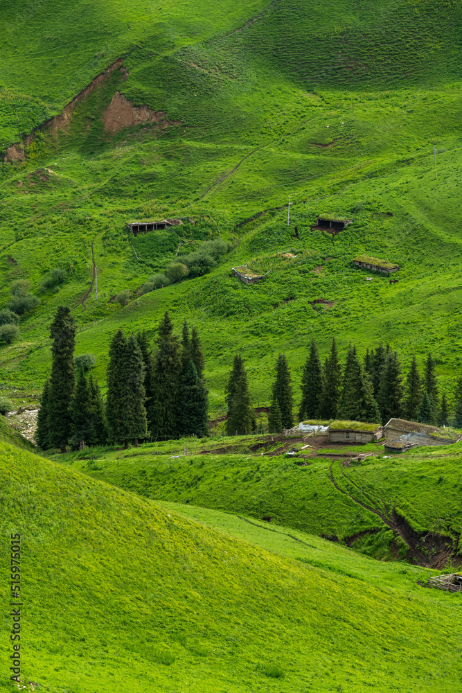 cypress trees on green hills background cypress trees on green hills background