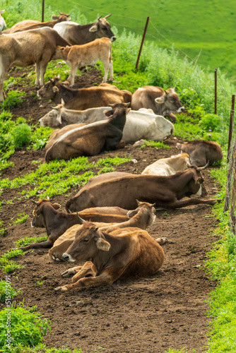 many cows rest on ground  © imphilip
