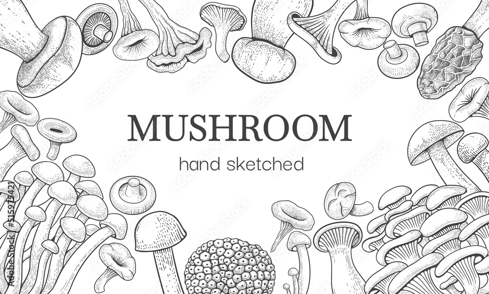 Mushroom sketch. Vintage forest frame with shiitake, hand drawn champignon, oyster truffle and chanterelle, black and white food border. Horizontal banner vector packaging illustration
