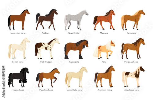 Horse breed. American appaloosa animals. Arabian or English sport mane. Tennessee walking suit. Mustang and pony. Various trotters collection. Vector thoroughbred equine mammals set