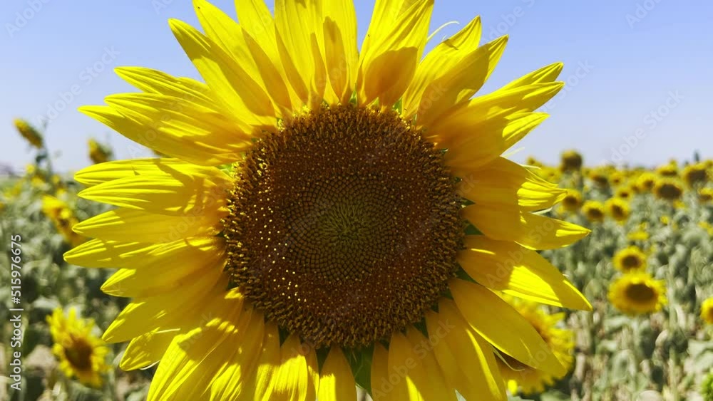 Beautiful Natural Plant Sunflower in Sunflower Field in Sunny Day Beautiful Natural Plant Sunflower in Sunflower Field in Sunny Day