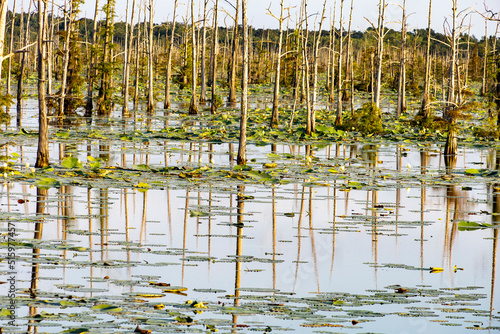 Black Bayou Lily pads  in bloom
