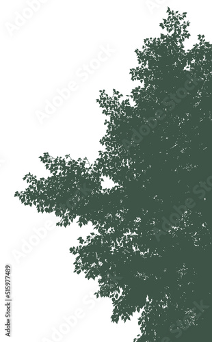 Silhouettes of branches with foliage on a white background. Vector realistic monochrome illustration of a poplar tree.