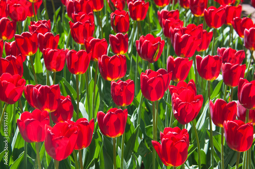 Keukenhof Gardens, Lisse, Netherlands
