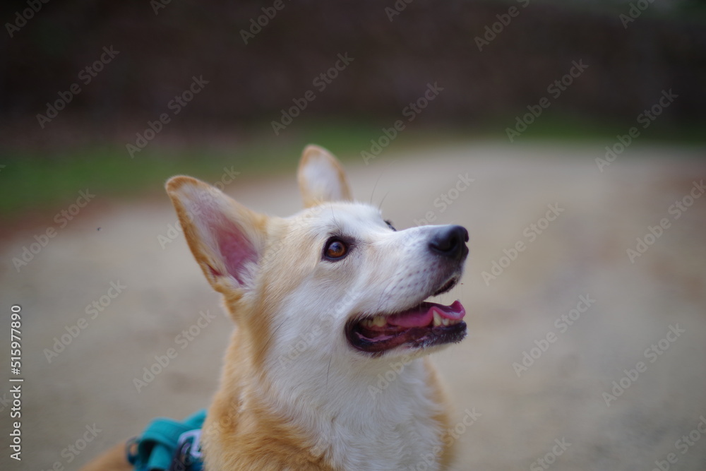 portrait of a dog