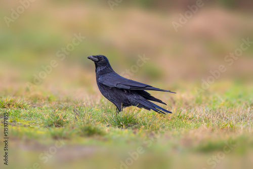 a common northern raven is looking for food in a meadow