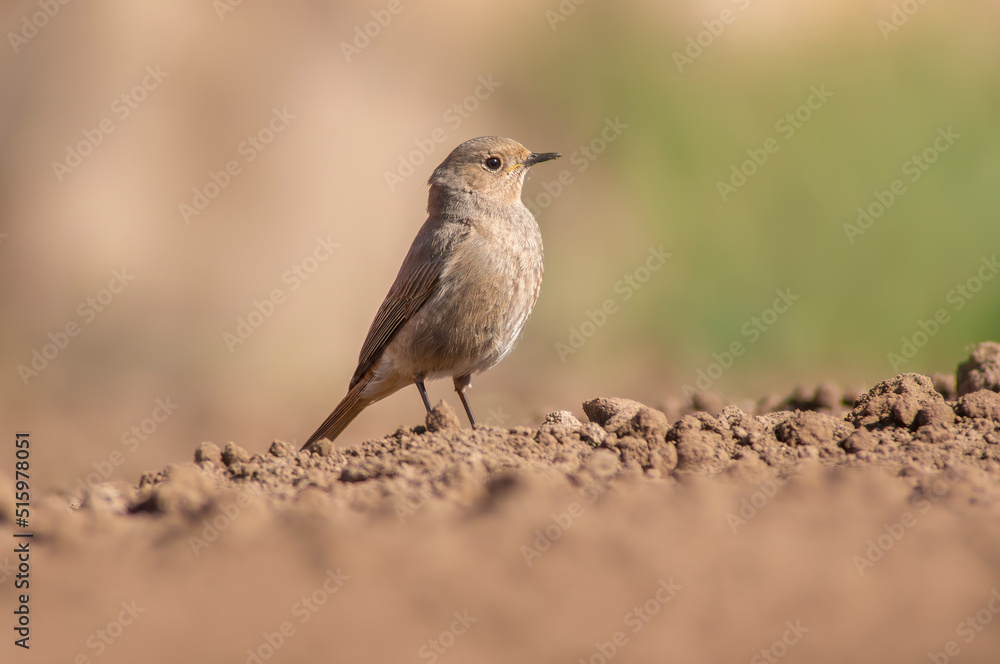 a female redstart looking for food on a freshly plowed field a female redstart looking for food on a freshly plowed field