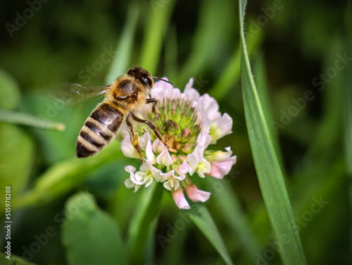 A busy bee buzzed from flower to flower, gathering nectar and spreading pollen and Its industrious wings beat in a rhythmic cadence as it worked tirelessly. © daniel