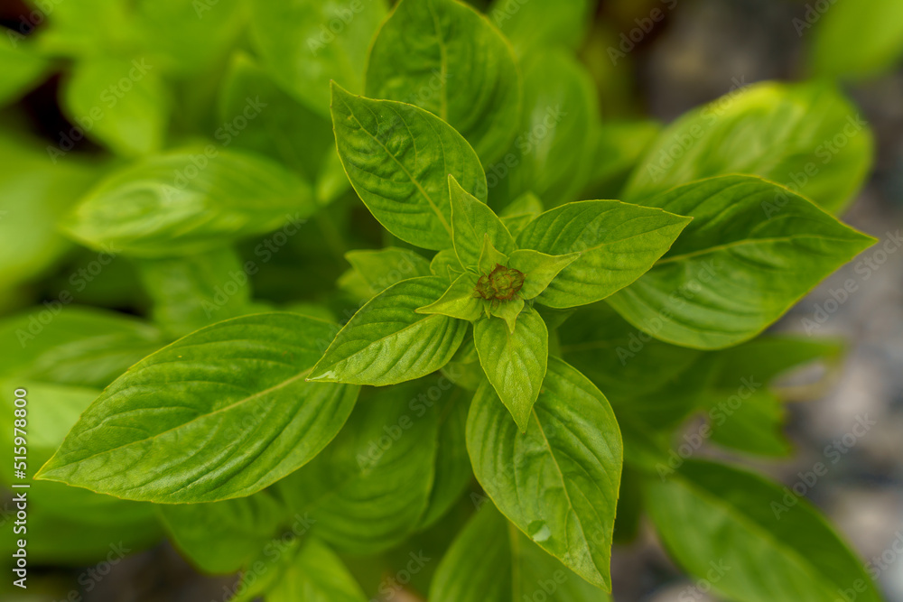 Thai herb basil for cooking, top view photo. Thai herb basil for cooking, top view photo.