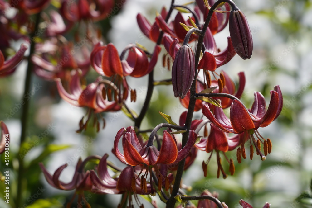 Many small vivid flowers of Lilium or Lily plant in a garden in a sunny summer day, beautiful outdoor floral background Many small vivid flowers of Lilium or Lily plant in a garden in a sunny summer day, beautiful outdoor floral background