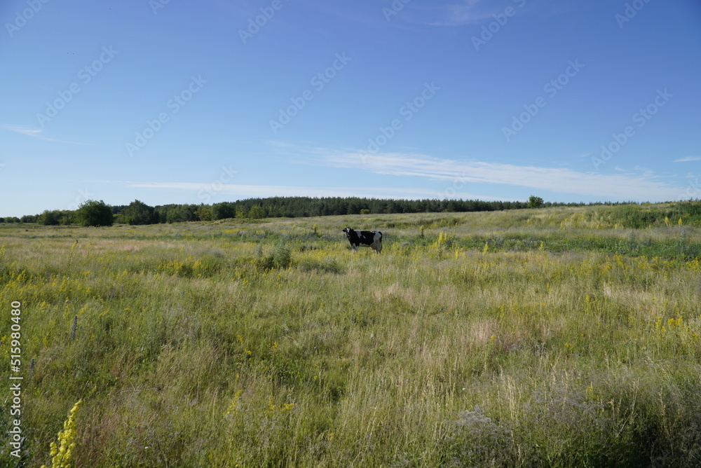 A lone cow grazing on green meadow cows herd free cows in nature cows, free range A lone cow grazing on green meadow cows herd free cows in nature cows, free range