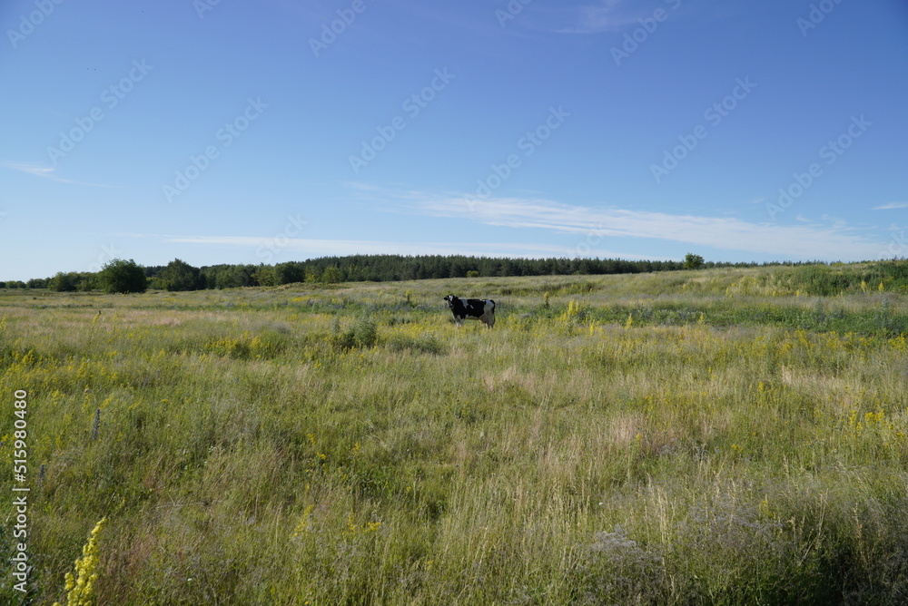 A lone cow grazing on green meadow cows herd free cows in nature cows, free range