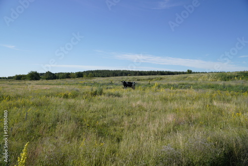 A lone cow grazing on green meadow cows herd free cows in nature cows, free range