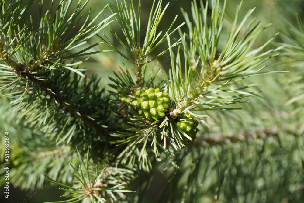Twig with young pine cones and green needles. Close up. Twig with young pine cones and green needles. Close up.