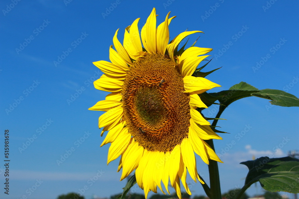 Sunflower.Sunflower on a blue sky background.The bee that pollinates the sunflower.Detail with bee pollinating sunflower. Sunflower.Sunflower on a blue sky background.The bee that pollinates the sunflower.Detail with bee pollinating sunflower.