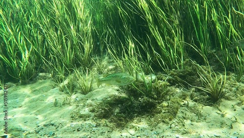 Medium-sized Largemouth Bass (Micropterus salmoides) swims past camera in Florida's Rainbow River. photo