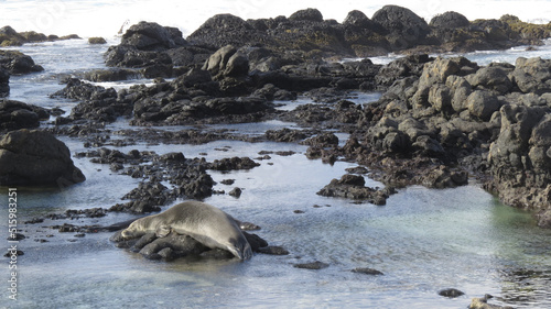 Monk Seal Nap photo