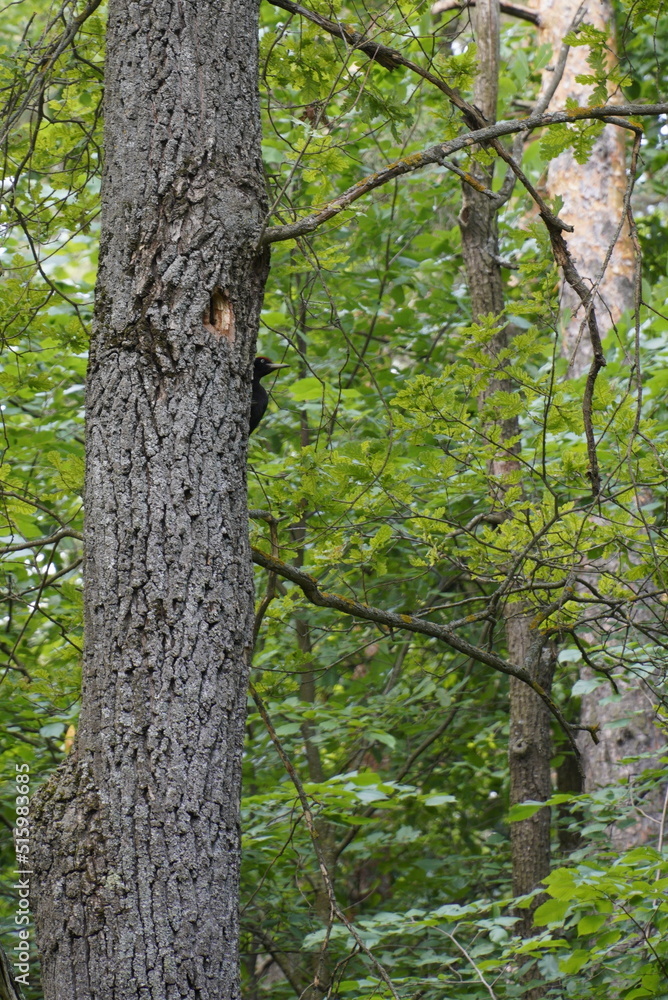 The woodpecker hid behind a tree in the forest