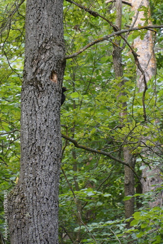The woodpecker hid behind a tree in the forest