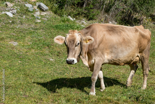 Grazing cows Val Venosta  South Tyrol Italy