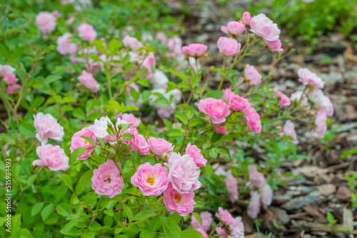 Beautiful blooming buds or inflorescences of a Rose Polyantha The Fairy close-up. Photo for the catalog of plants of the garden center or plant nursery. Sale of green space.
