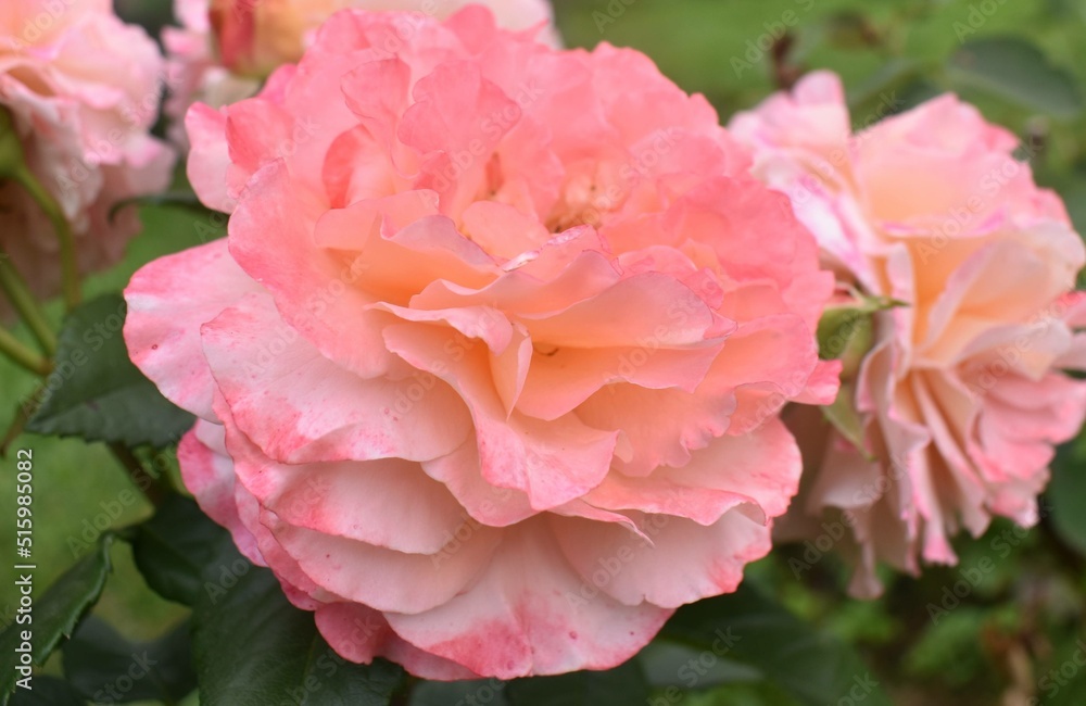 pink rose in garden pink rose in garden