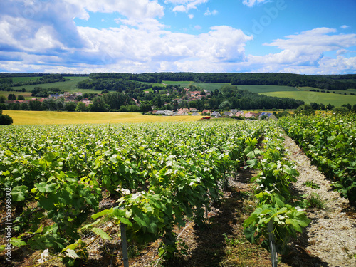 Vineyards in Nanteuil-la-Forêt, Marne, France