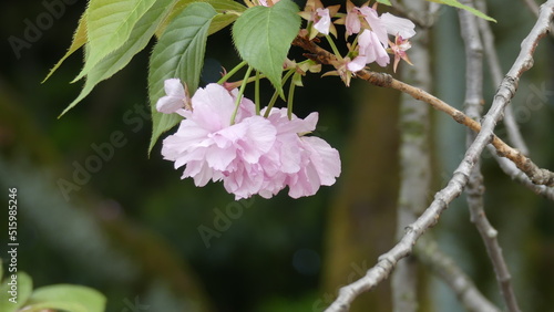 pink Cherry blossoms in Shinjuku Gyoen Park in Tokyo photo