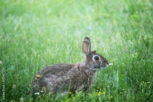 bunny © Ashley