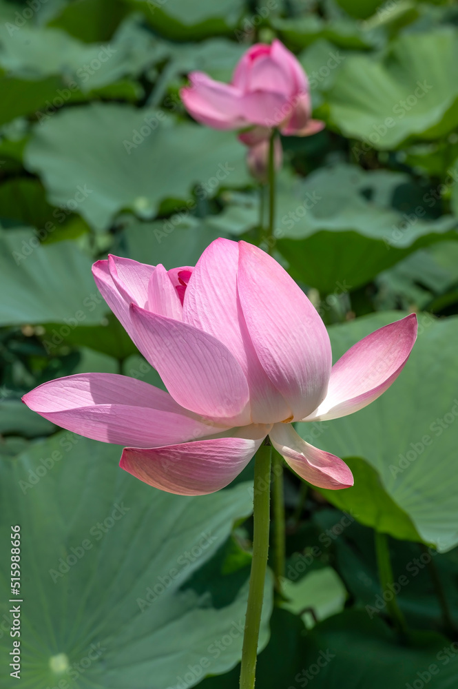 Lotus flowers, Nelumbo nucifera, also known as the Indian or Sacred Lotus, flowering at Mizumoto Park, Tokyo in July Lotus flowers, Nelumbo nucifera, also known as the Indian or Sacred Lotus, flowering at Mizumoto Park, Tokyo in July