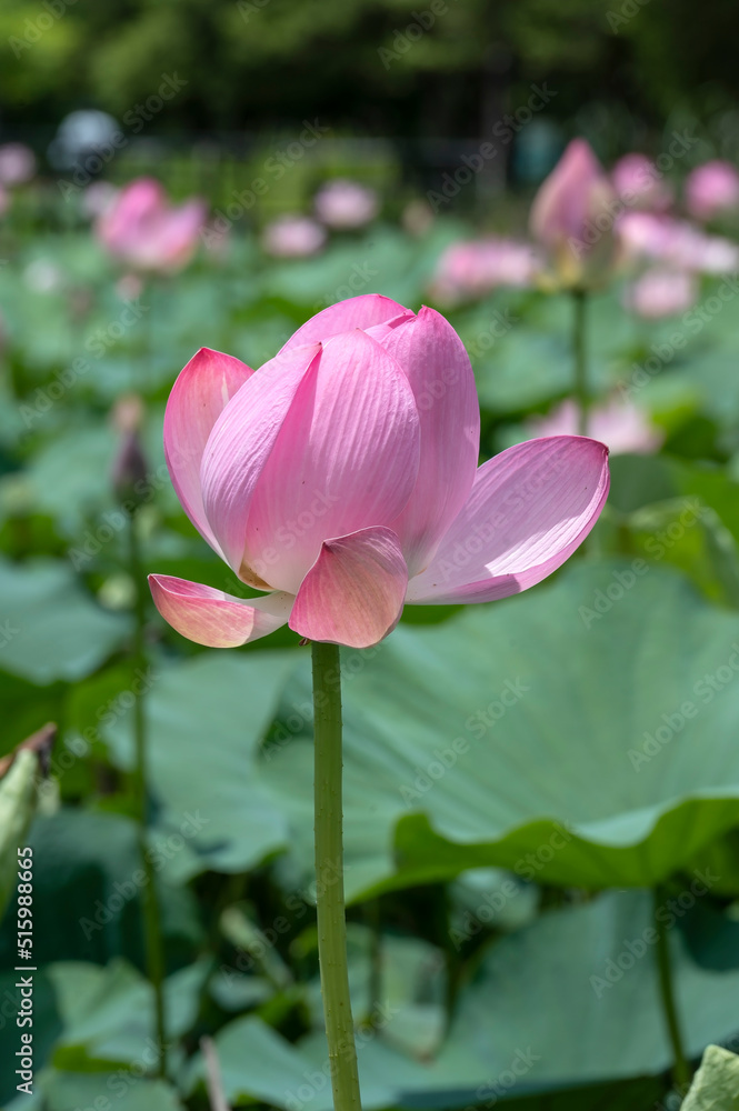 Lotus flowers, Nelumbo nucifera, also known as the Indian or Sacred Lotus, flowering at Mizumoto Park, Tokyo in July Lotus flowers, Nelumbo nucifera, also known as the Indian or Sacred Lotus, flowering at Mizumoto Park, Tokyo in July
