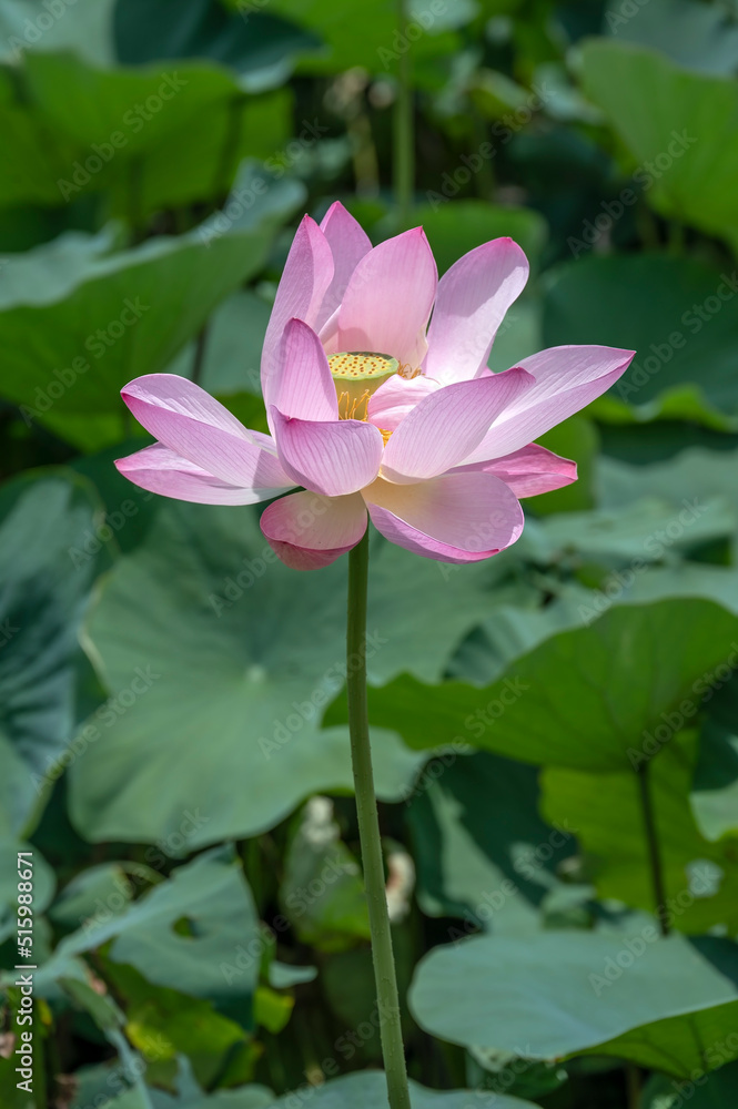 Lotus flowers, Nelumbo nucifera, also known as the Indian or Sacred Lotus, flowering at Mizumoto Park, Tokyo in July Lotus flowers, Nelumbo nucifera, also known as the Indian or Sacred Lotus, flowering at Mizumoto Park, Tokyo in July