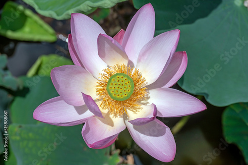 Lotus flowers  Nelumbo nucifera  also known as the Indian or Sacred Lotus  flowering at Mizumoto Park  Tokyo in July