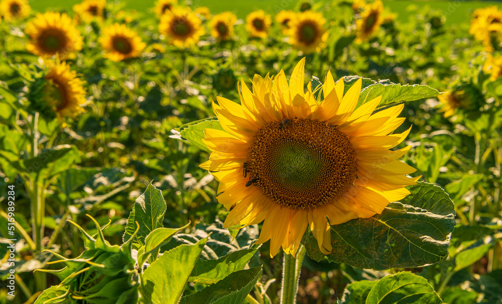 Fototapeta premium Sunflowers, blue sky