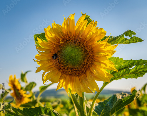 Sunflowers  blue sky