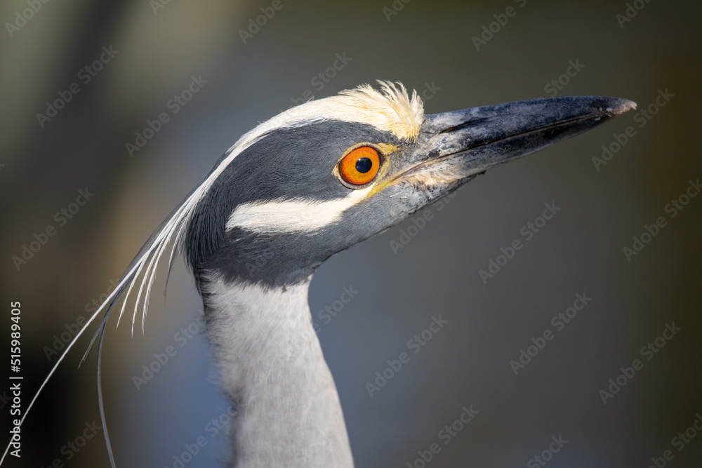 Close-up of one of the many moods of a wild Yellow-crowned Night Heron, showing off this bird's beautiful head and facial markings.