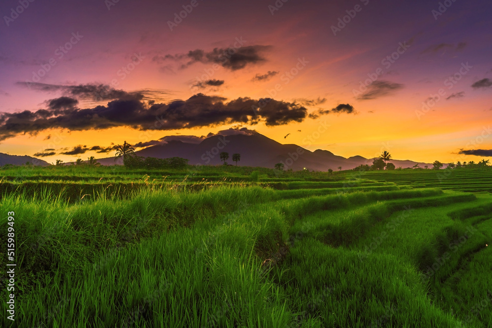 panoramic indonesia view of green rice terraces and mountains on a sunny morning