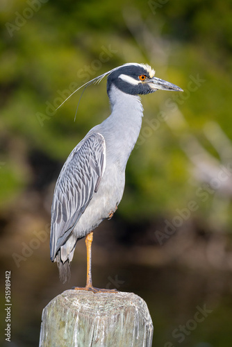 Portrait of a Yellow-crowned Night Heron perching on an old dock piling, with beautifully blurred background. 