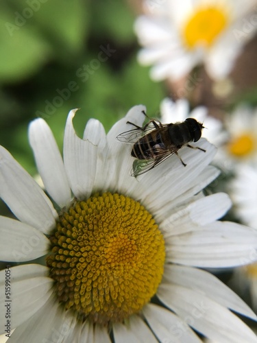 bee on a flower macro 