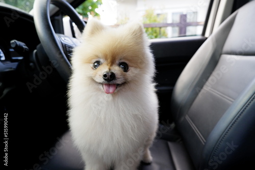 The cuteness of the little white Pomeranian with big eyes and smiling as a model for the photographer inside the car.