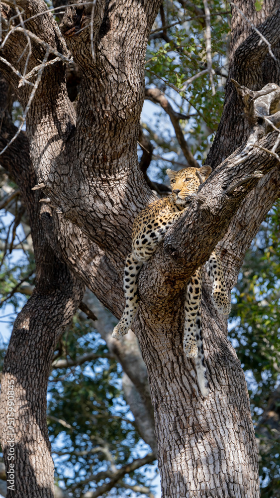leopard in a huge leadwood tree leopard in a huge leadwood tree