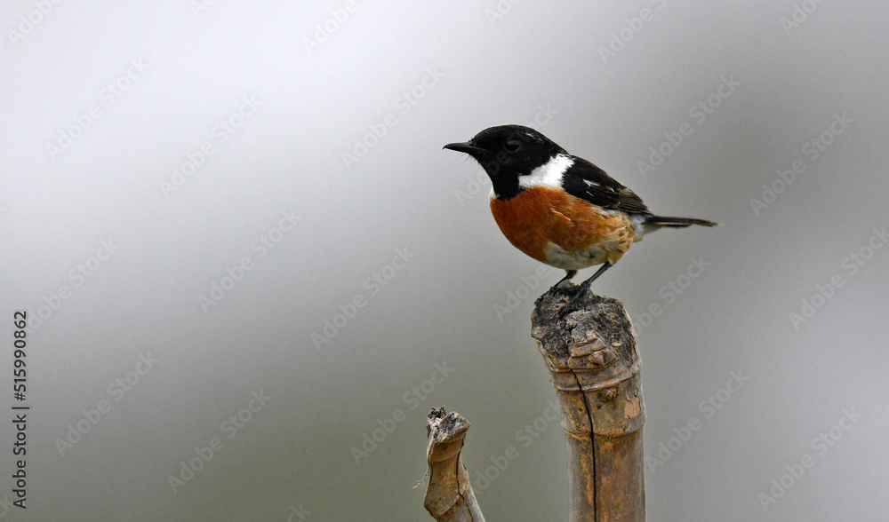 Fototapeta premium European stonechat // Schwarzkehlchen (Saxicola rubicola)