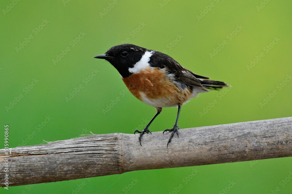Fototapeta premium European stonechat // Schwarzkehlchen (Saxicola rubicola)