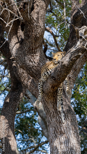leopard in a huge leadwood tree © Jurgens